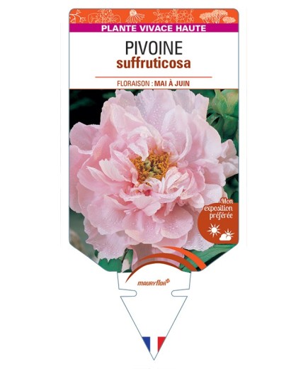 PAEONIA suffruticosa voir Pivoine (rose clair)