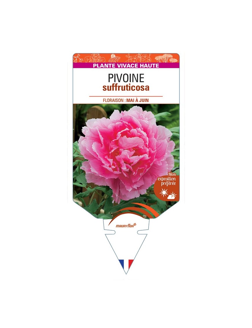 PAEONIA suffruticosa voir Pivoine (rose foncé)