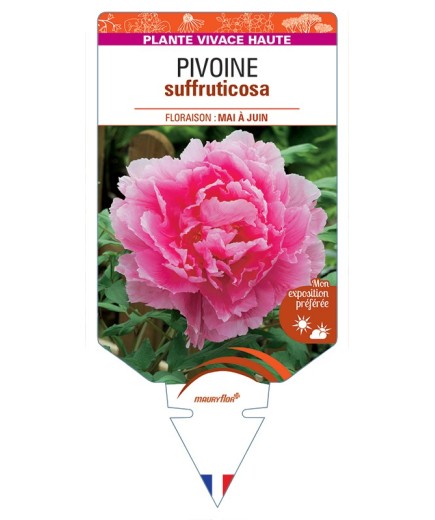 PAEONIA suffruticosa voir Pivoine (rose foncé)