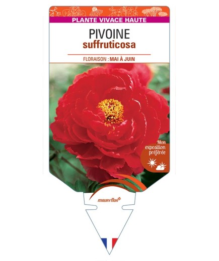 PAEONIA suffruticosa voir Pivoine (rouge clair)