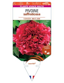 PAEONIA suffruticosa voir Pivoine (rouge) foncé)