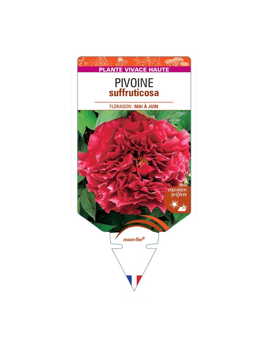 PAEONIA suffruticosa voir Pivoine (rouge) foncé)