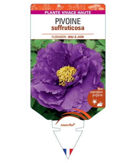 PAEONIA SUFFRUTICOSA voir Pivoine (violet)
