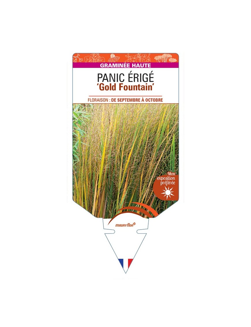 PANICUM virgatum Gold Fountain voir Panic érigé