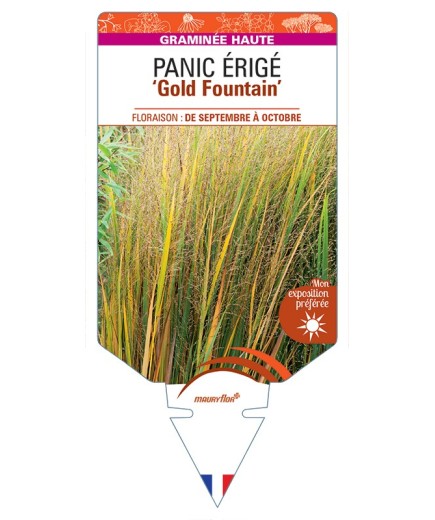 PANICUM virgatum Gold Fountain voir Panic érigé