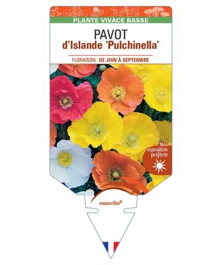 PAPAVER nudicaule Pulchinella voir Pavot d’Islande