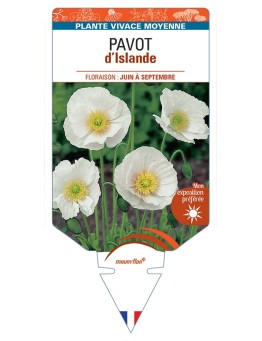 PAPAVER nudicaule voir Pavot d’Islande (blanc)