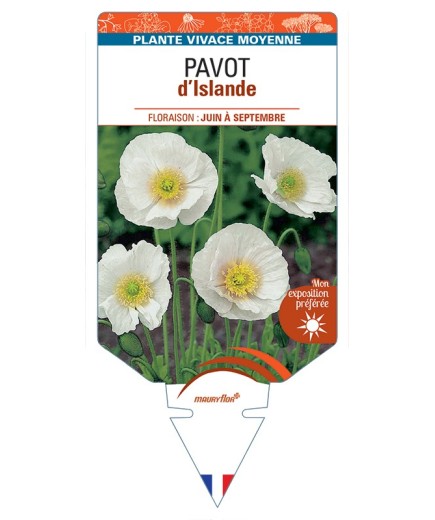 PAPAVER nudicaule voir Pavot d’Islande (blanc)