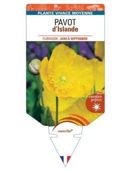 PAPAVER nudicaule voir Pavot d’Islande (jaune)