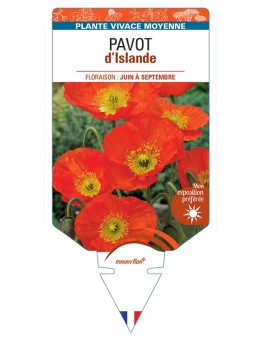 PAPAVER nudicaule voir Pavot d’Islande (orange)