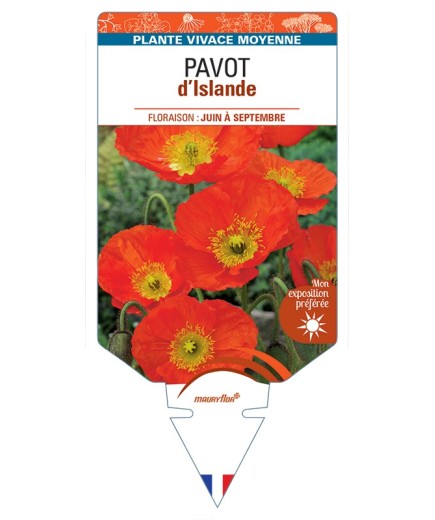 PAPAVER nudicaule voir Pavot d’Islande (orange)