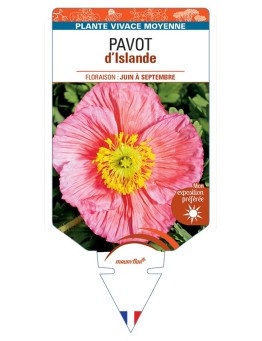 PAPAVER nudicaule voir Pavot d’Islande (rose)