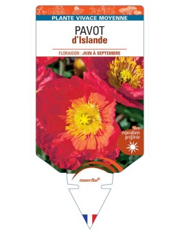 PAPAVER nudicaule voir Pavot d’Islande (rouge)