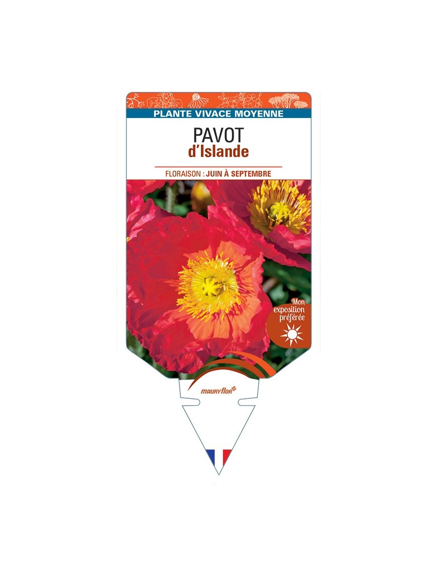 PAPAVER nudicaule voir Pavot d’Islande (rouge)