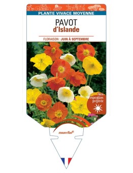 PAPAVER nudicaule voir Pavot d’Islande (varié)
