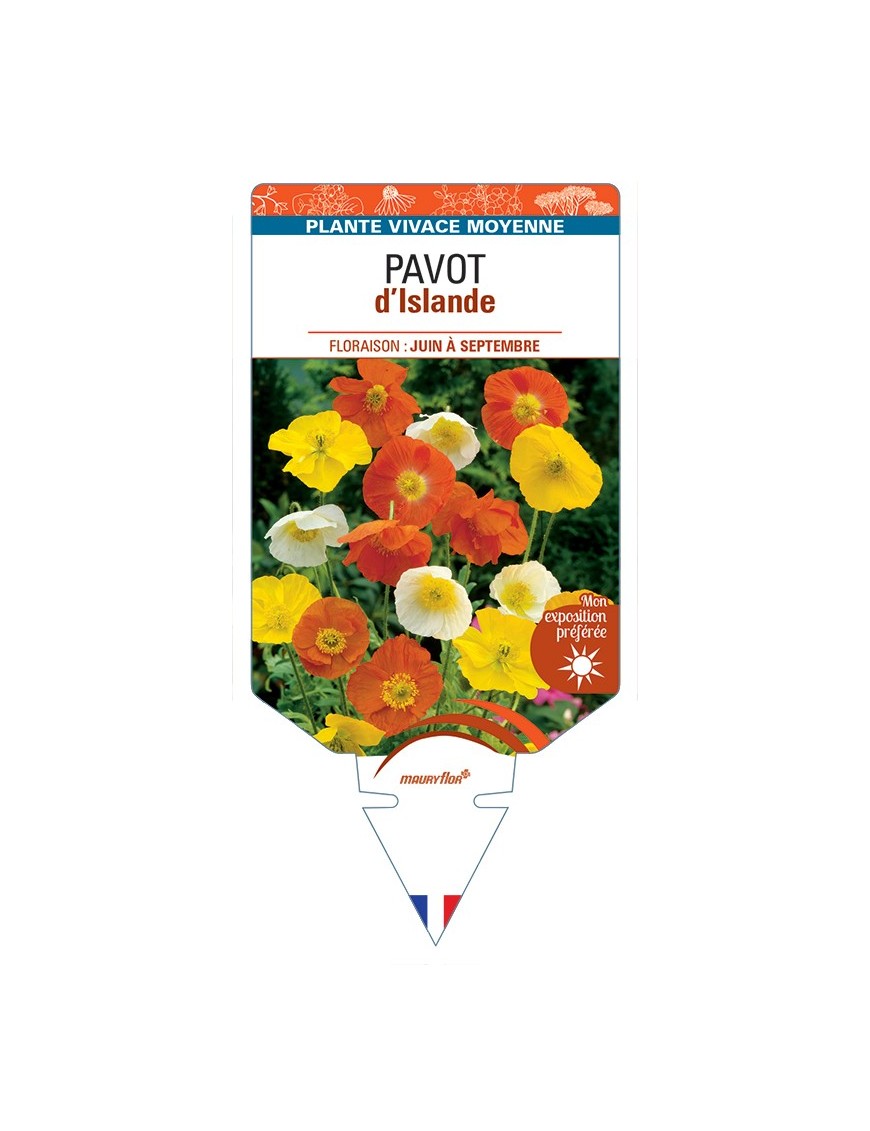 PAPAVER nudicaule voir Pavot d’Islande (varié)