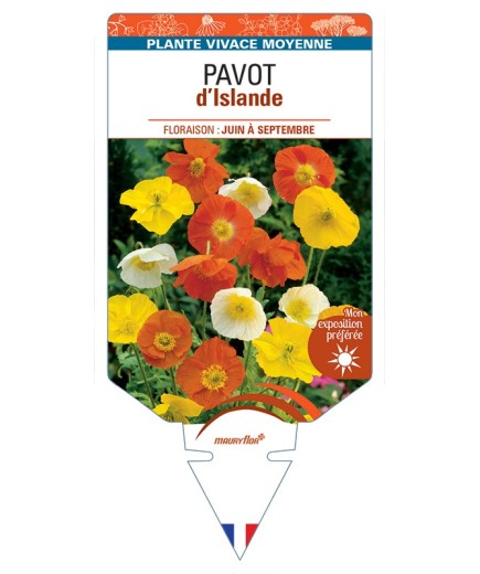 PAPAVER nudicaule voir Pavot d’Islande (varié)