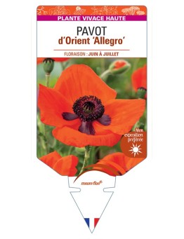 PAPAVER orientale Allegro voir Pavot d’Orient