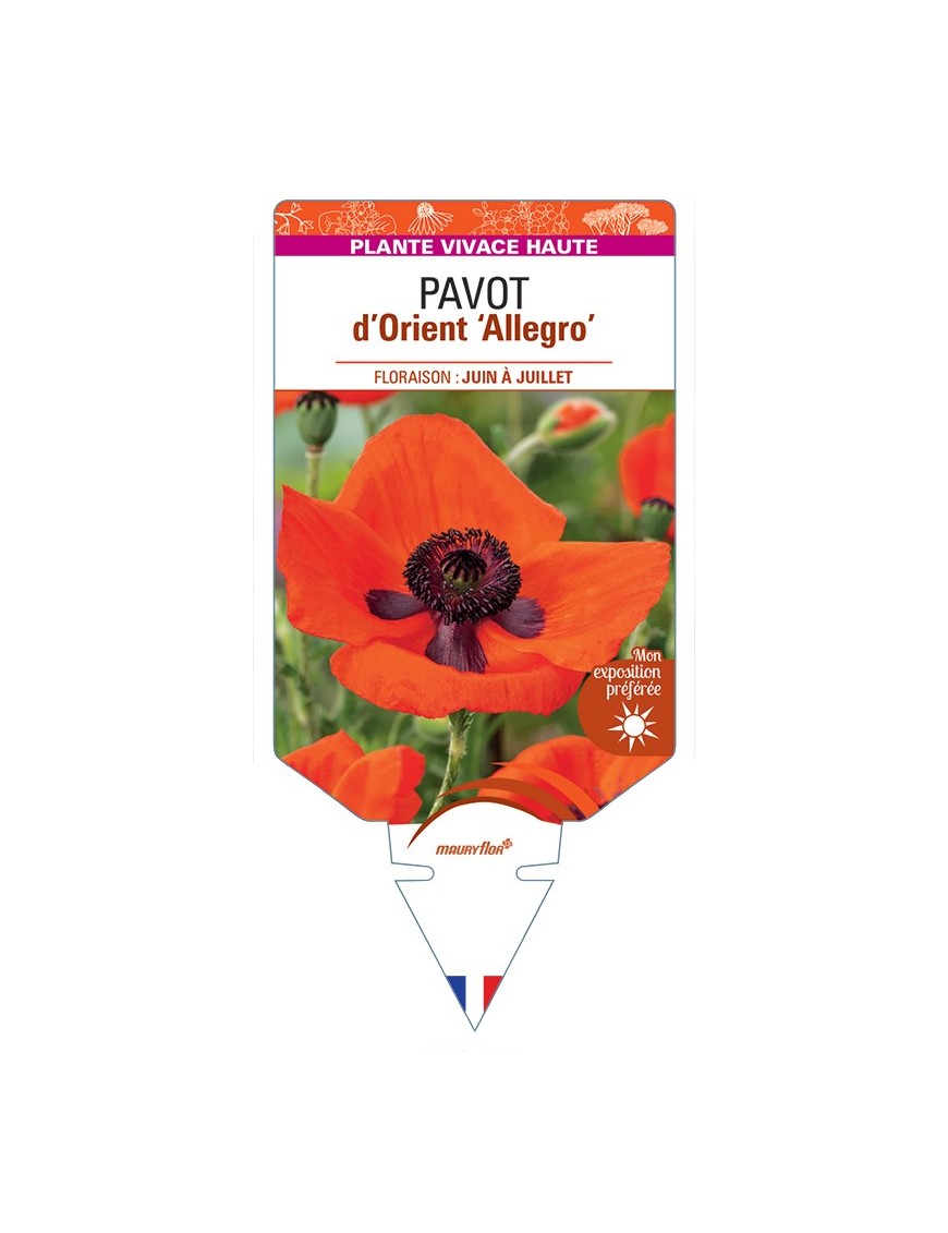 PAPAVER orientale Allegro voir Pavot d’Orient
