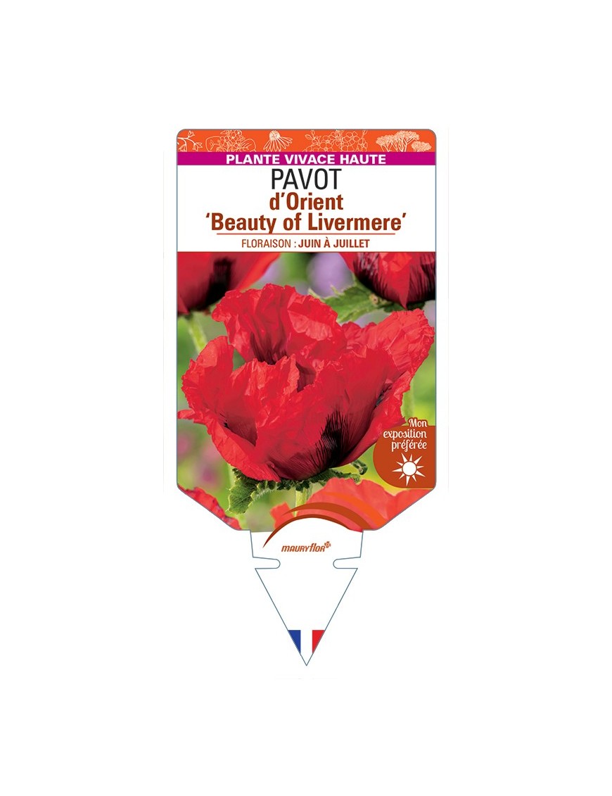 PAPAVER orientale Beauty of Livermere voir Pavot d’Orient