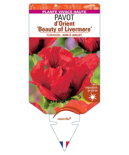PAPAVER orientale Beauty of Livermere voir Pavot d’Orient