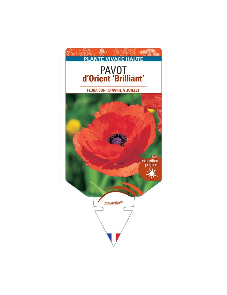 PAPAVER orientale Brilliant voir Pavot d’Orient