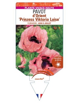 PAPAVER orientale Prinzess Viktoria Luise voir Pavot d’Orient