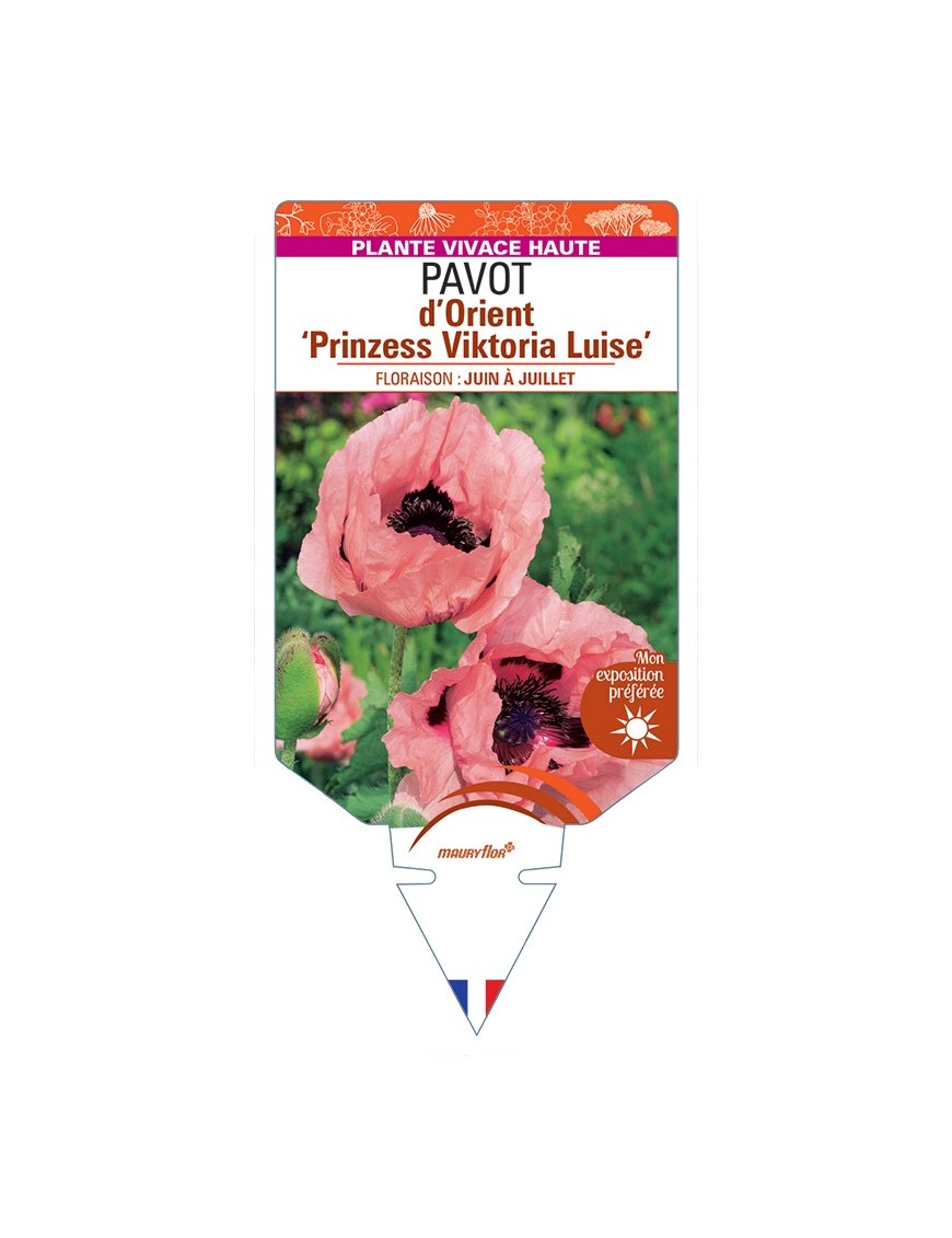 PAPAVER orientale Prinzess Viktoria Luise voir Pavot d’Orient