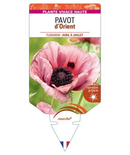 PAPAVER ORIENTALE voir Pavot d'Orient (rose)