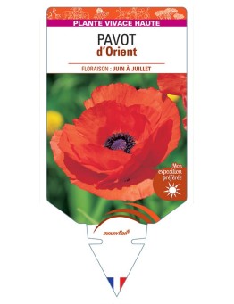 PAVOT D'ORIENT (rouge) *