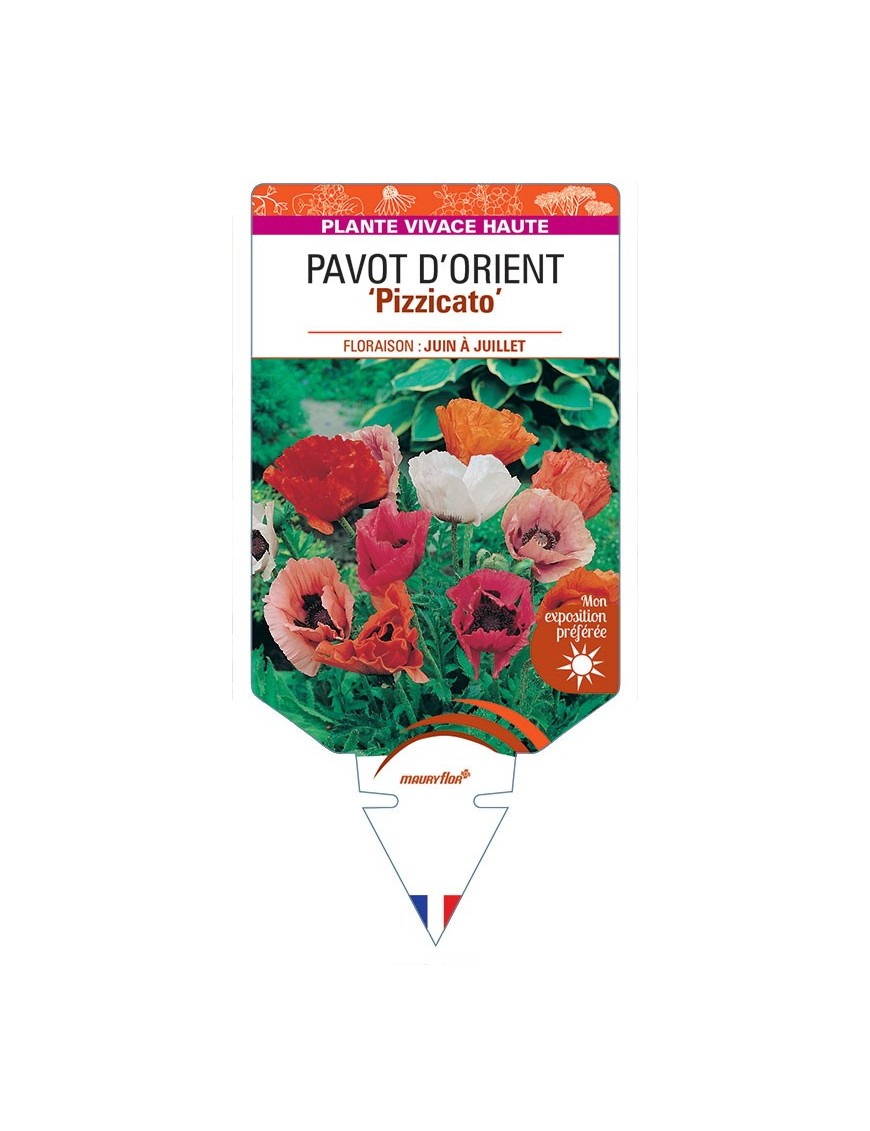 PAVOT D’ORIENT ‘Pizzicato’