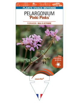 PELARGONIUM Pinki Pinks