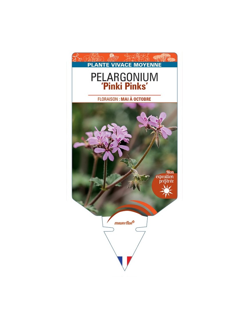 PELARGONIUM Pinki Pinks