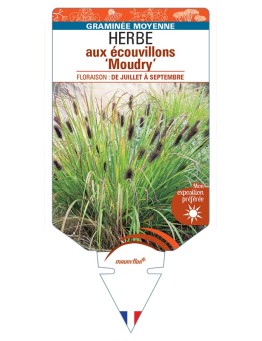 PENNISETUM alopecuroides Moudry voir Herbe aux écouvillons