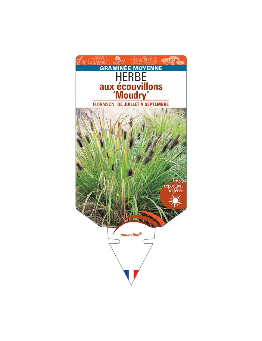 PENNISETUM alopecuroides Moudry voir Herbe aux écouvillons