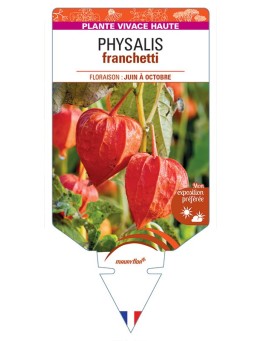 PHYSALIS franchetii *
