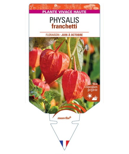 PHYSALIS franchetii *