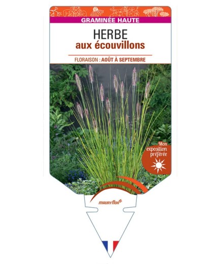 PENNISETUM ALOPECUROIDES voir Herbe aux écouvillons