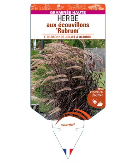 PENNISETUM setaceum Rubrum voir Herbe aux écouvillons