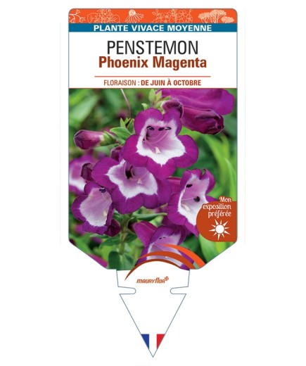 PENSTEMON (hartwegii) Phoenix Magenta