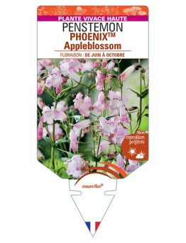 PENSTEMON (hartwegii) PHOENIXTM Appleblossom