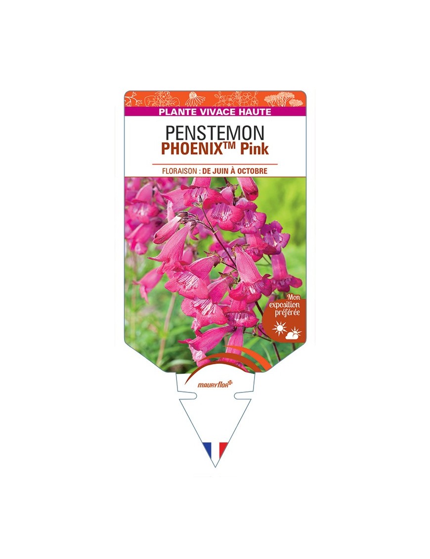 PENSTEMON (hartwegii) PHOENIXTM Pink
