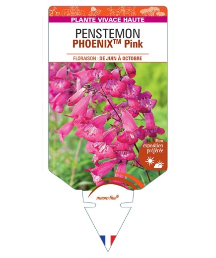 PENSTEMON (hartwegii) PHOENIXTM Pink
