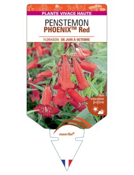 PENSTEMON (hartwegii) PHOENIXTM Red