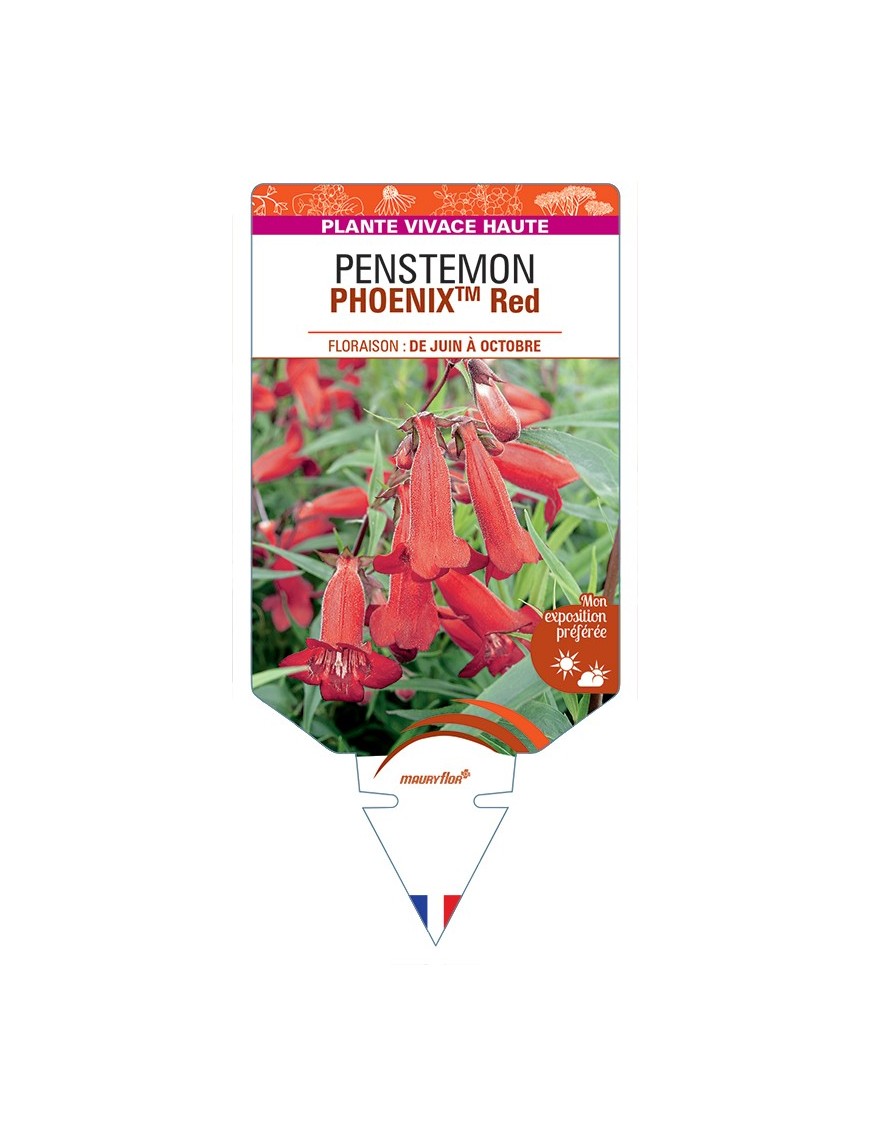 PENSTEMON (hartwegii) PHOENIXTM Red