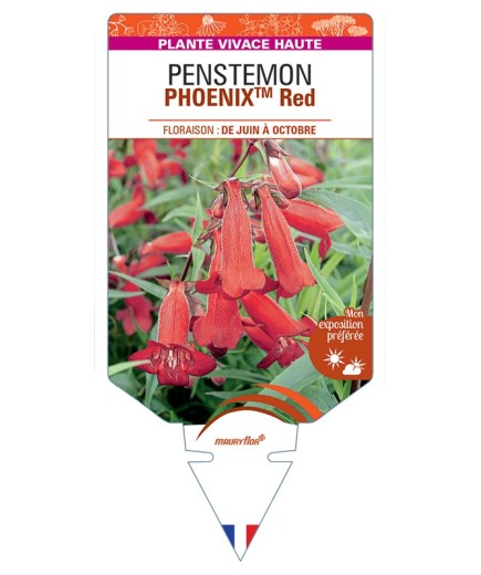 PENSTEMON (hartwegii) PHOENIXTM Red