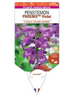 PENSTEMON (hartwegii) PHOENIXTM Violet