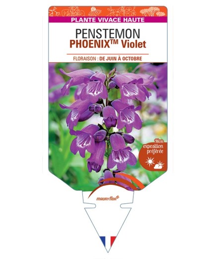 PENSTEMON (hartwegii) PHOENIXTM Violet