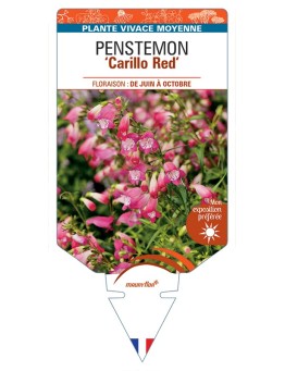 PENSTEMON (x mexicali) Carillo Red