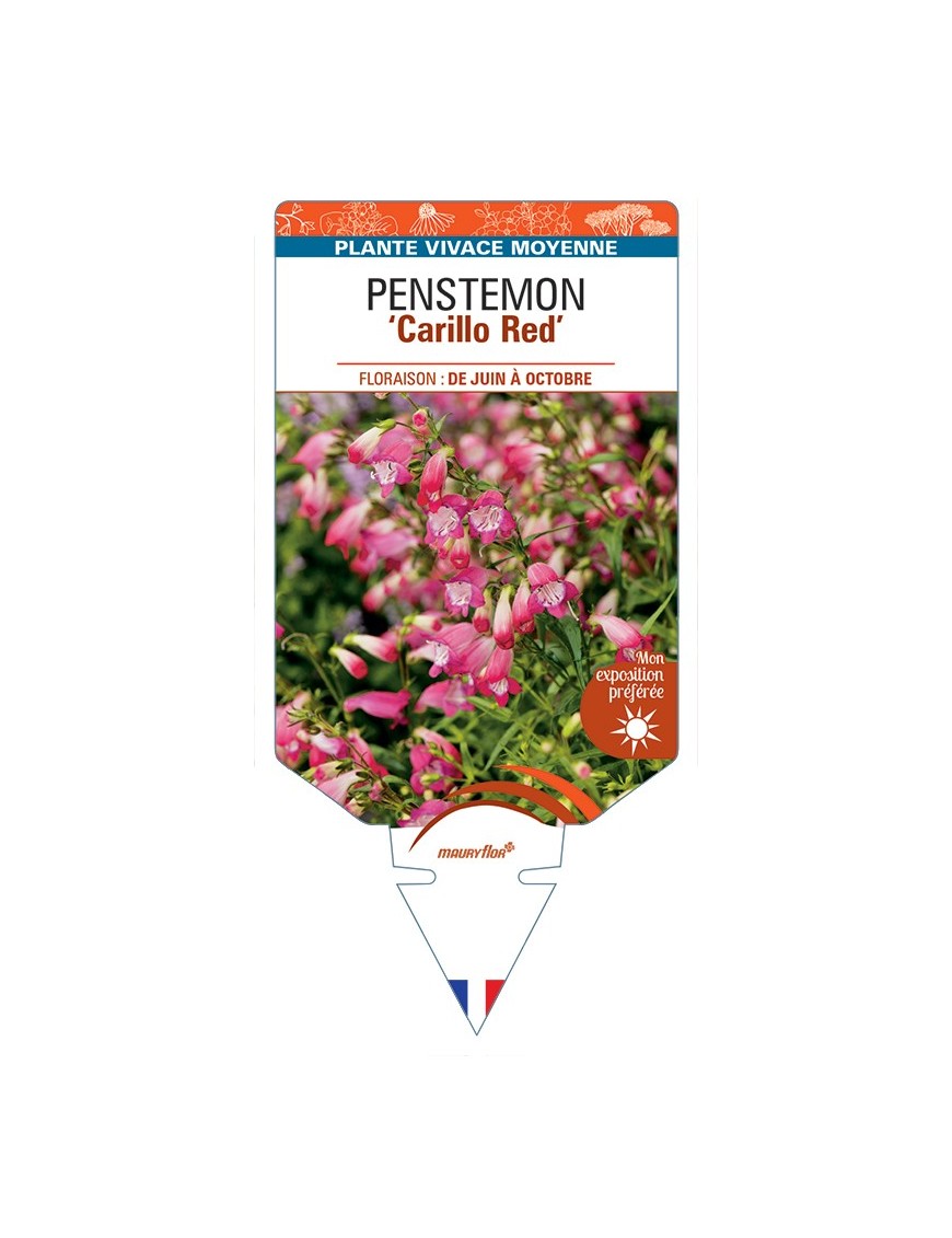 PENSTEMON (x mexicali) Carillo Red